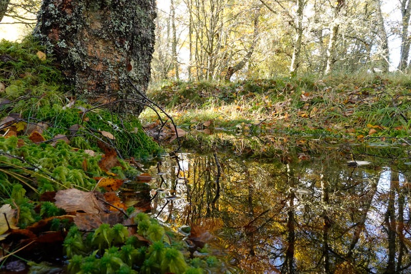 Water filled ditch running through birch woodland