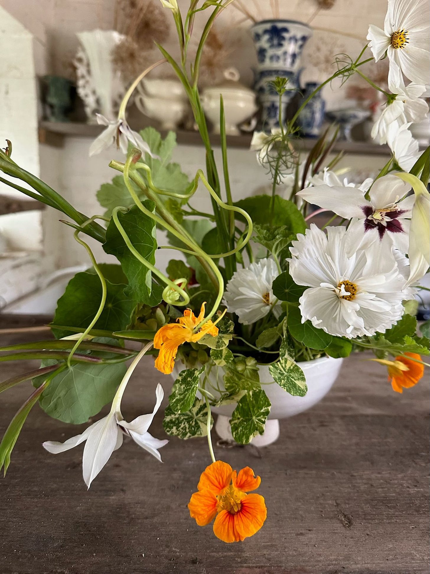 The October Edition - by Willow Crossley - The Seedling