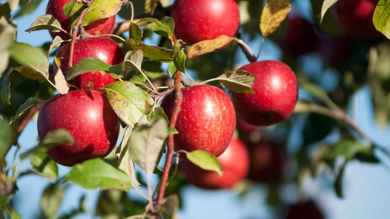 Seneca Orchards announces its permanent closure | Fingerlakes1.com