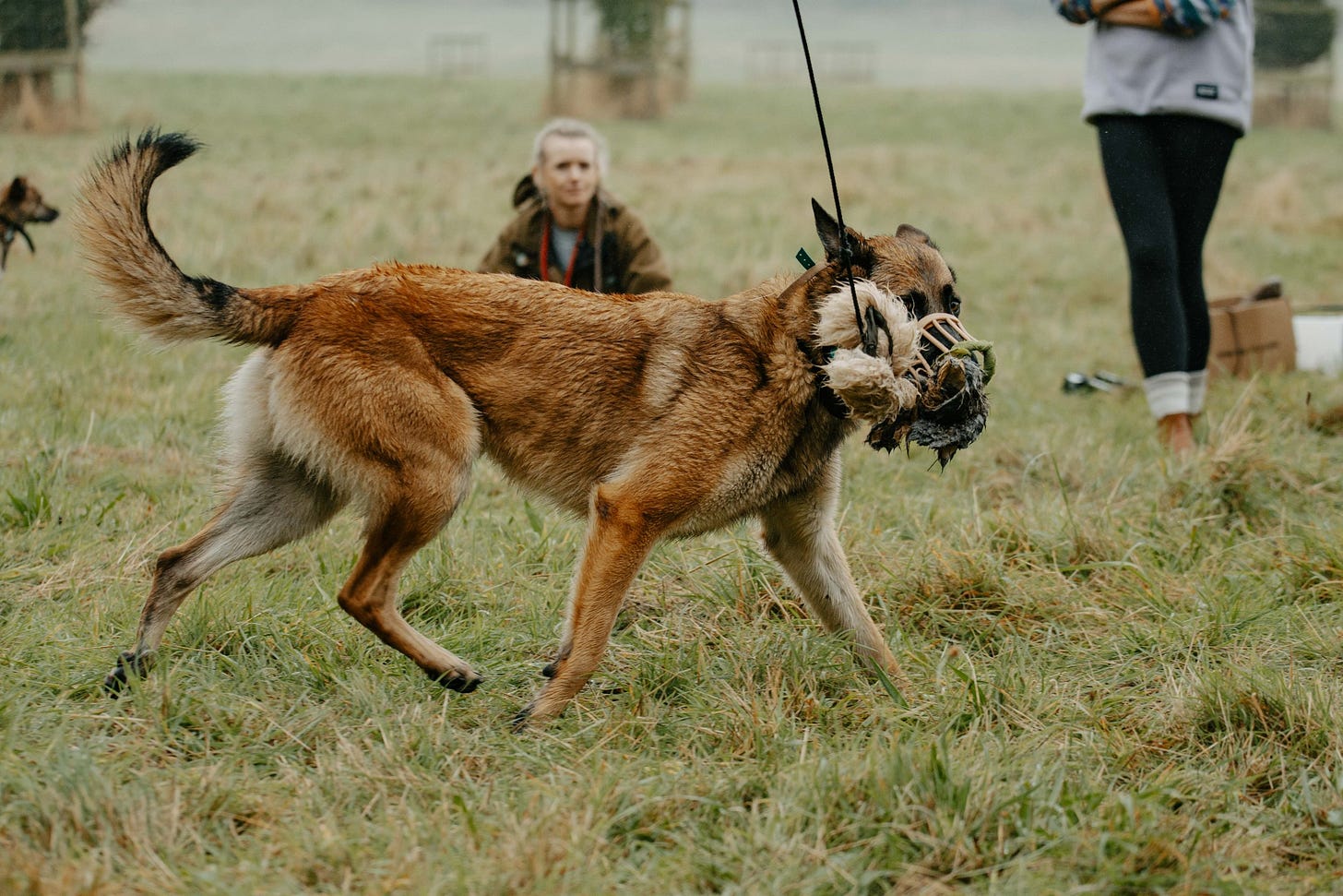 A muzzled GSD/Mali who is hunting and having fun with his toy happily showing that muzzled dogs can be fulfilled. A muzzled GSD/Mali who is hunting and having fun with his toy happily showing that muzzled dogs can be fulfilled.