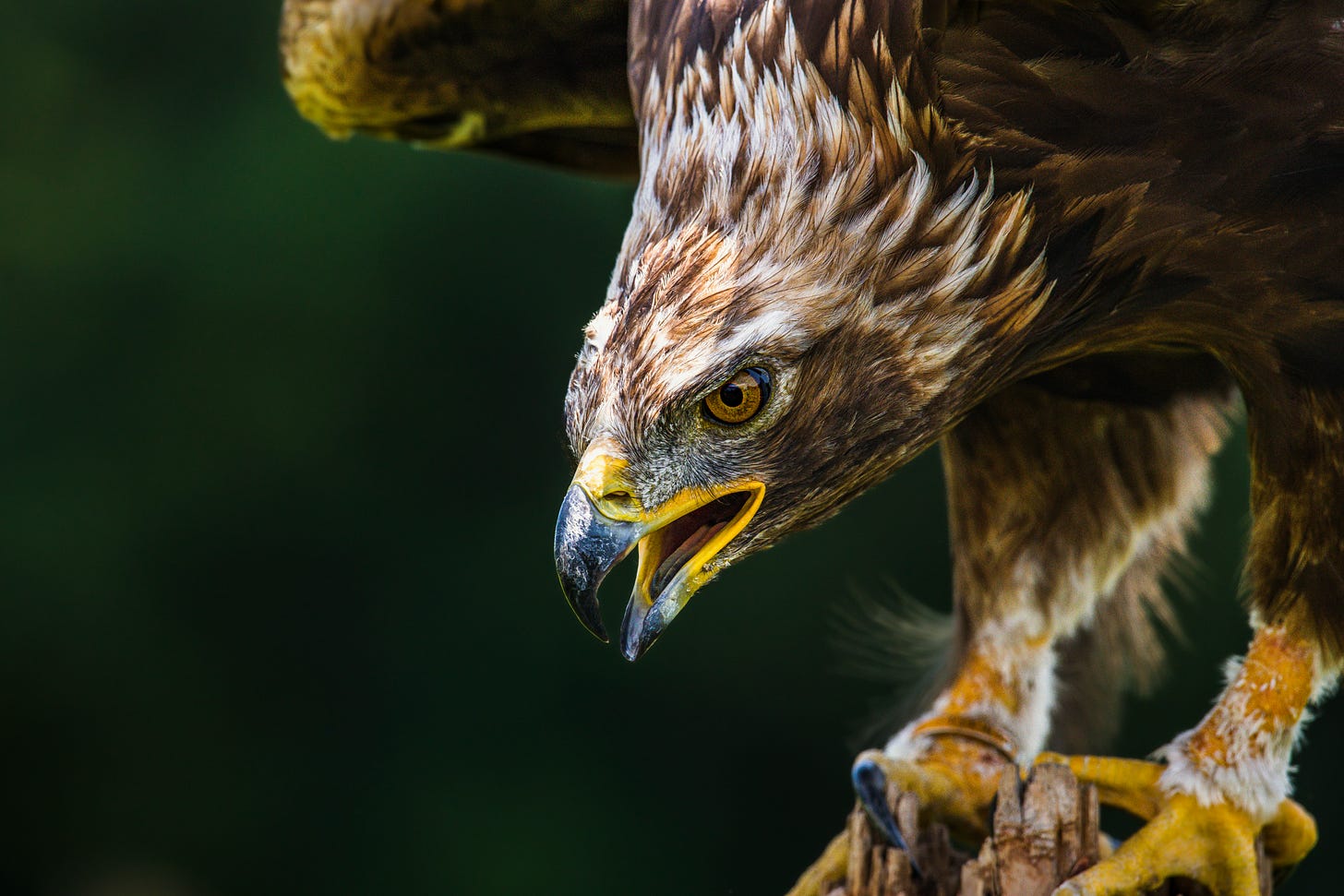 a vigilant eagle