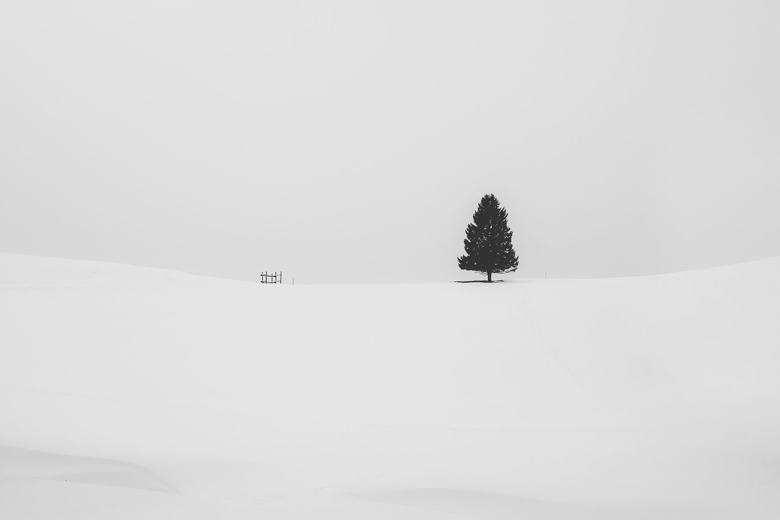 Bare tree stands in snowy field. Black and white.