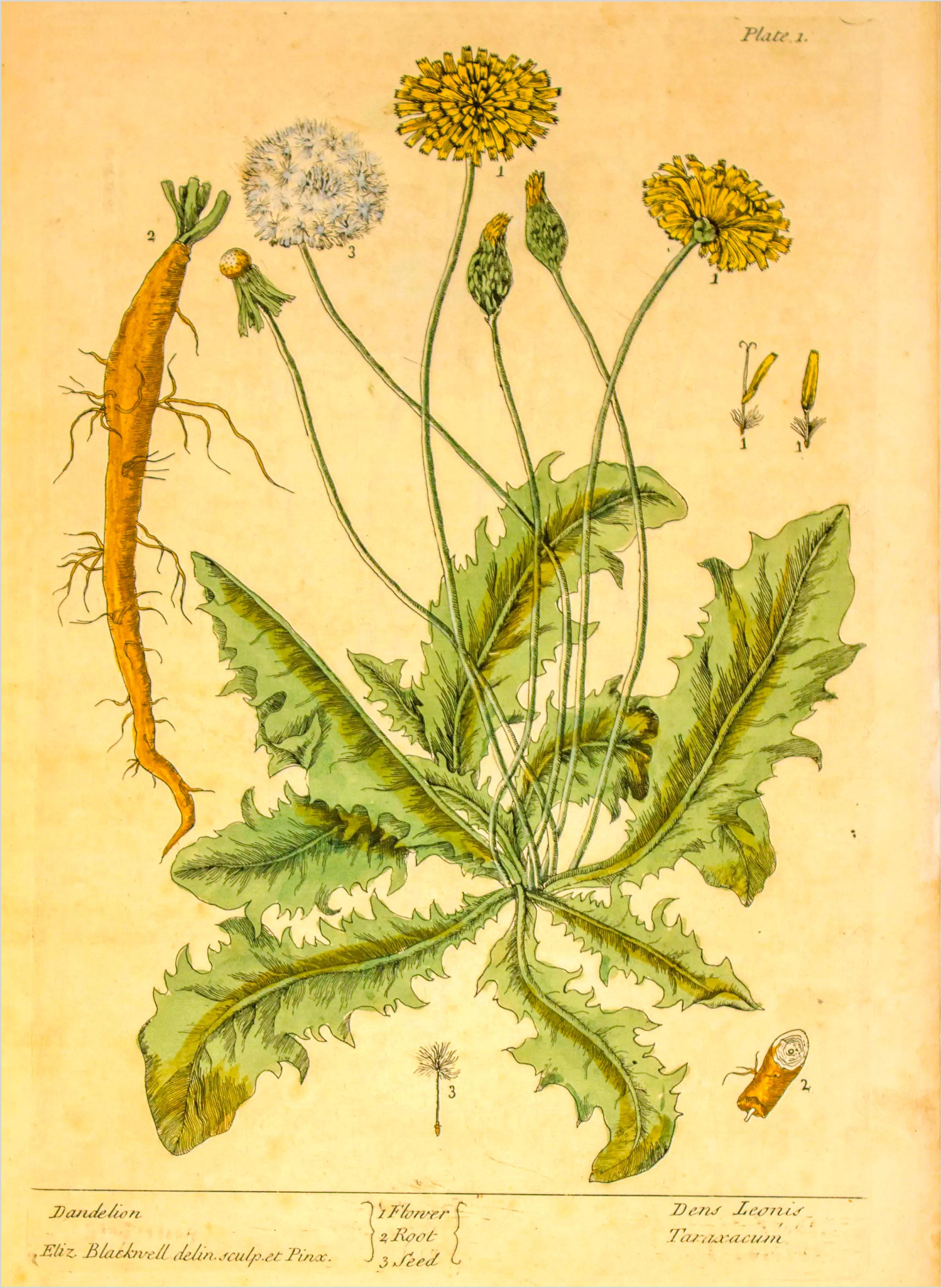 In Praise of the Dandelion
