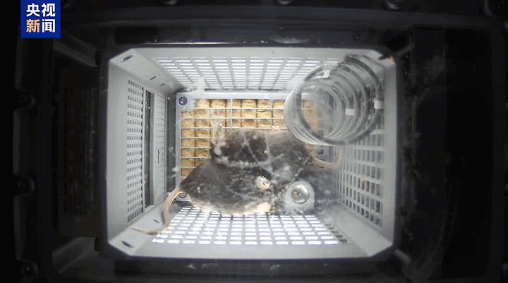 Four mice in microgravity within their enclosures on the Tiangong Space Station in early November 2025.