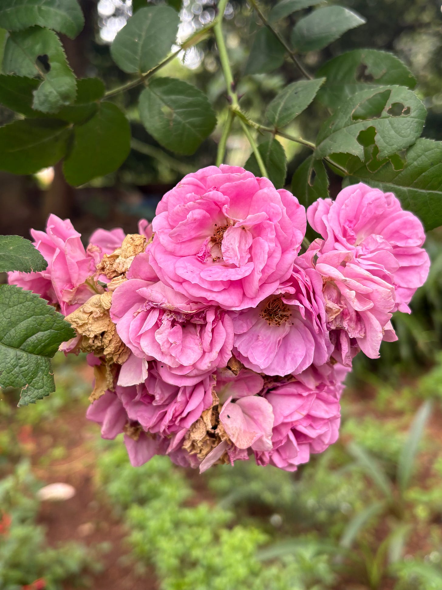 cluster of pink roses with some dried and faded into brown cluster of pink roses with some dried and faded into brown