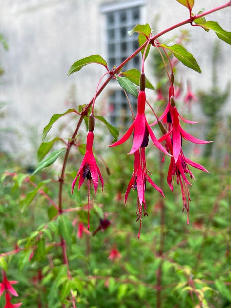 Scenes of a spring garden in the French countryside. Roses, fuchsia, hydrangeas