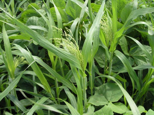 Wild Proso Millet