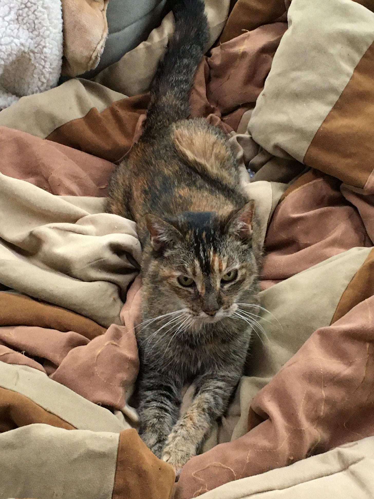 Willow, a tortoiseshell cat, lies stretched out on a pile of soft, earth-toned blankets. Her front legs are elegantly crossed, and she gazes forward with a calm, regal expression. Willow, a tortoiseshell cat, lies stretched out on a pile of soft, earth-toned blankets. Her front legs are elegantly crossed, and she gazes forward with a calm, regal expression.