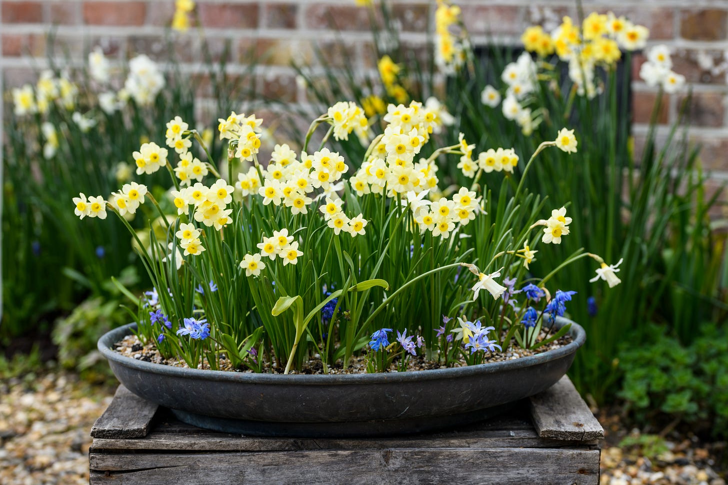 a shallow bronze bowl filled with pretty yellow and blue spring flowers a shallow bronze bowl filled with pretty yellow and blue spring flowers
