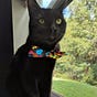 Shadow the Adventure Cat's avatar