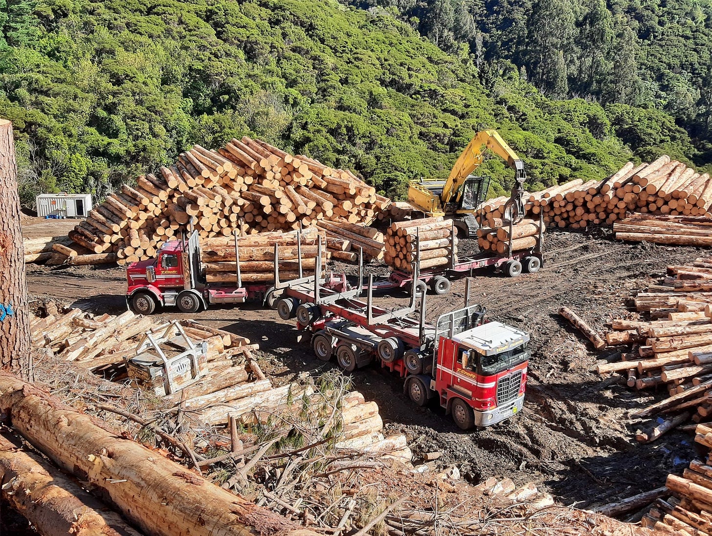 Logging | Davies Firewood