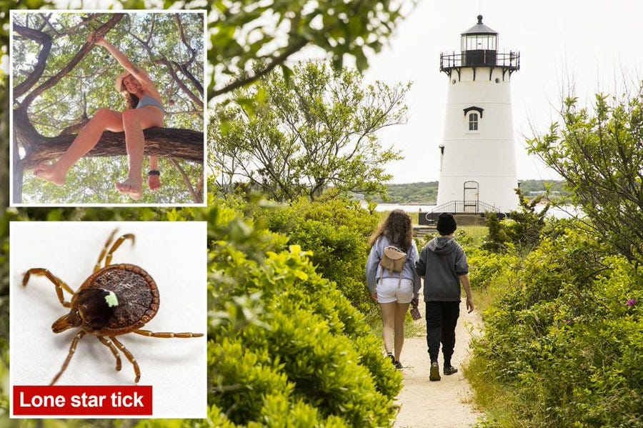 The post features four images related to a news story about Martha\'s Vineyard residents adopting vegan diets due to a dangerous insect, the Lone Star tick. The top-left image shows a person in a swimsuit playfully hanging from a tree branch, suggesting outdoor activity. The top-right image depicts a white lighthouse surrounded by greenery, likely on Martha\'s Vineyard, indicating a scenic location. The bottom-left image shows a close-up of a Lone Star tick, highlighted by a red "Lone Star tick" label, connecting to the post\'s context about the insect forcing dietary changes. The bottom-right image features two people walking on a path through lush vegetation, reinforcing the outdoor, nature-focused setting. No platform watermarks are visible.