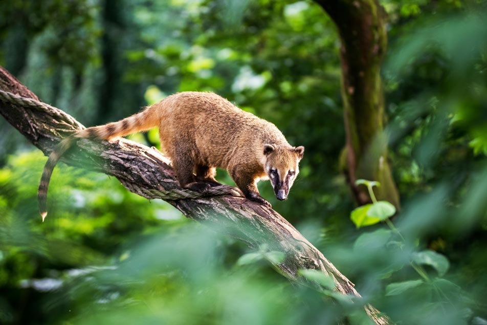 Did You Know? Incredible Coatimundi Facts