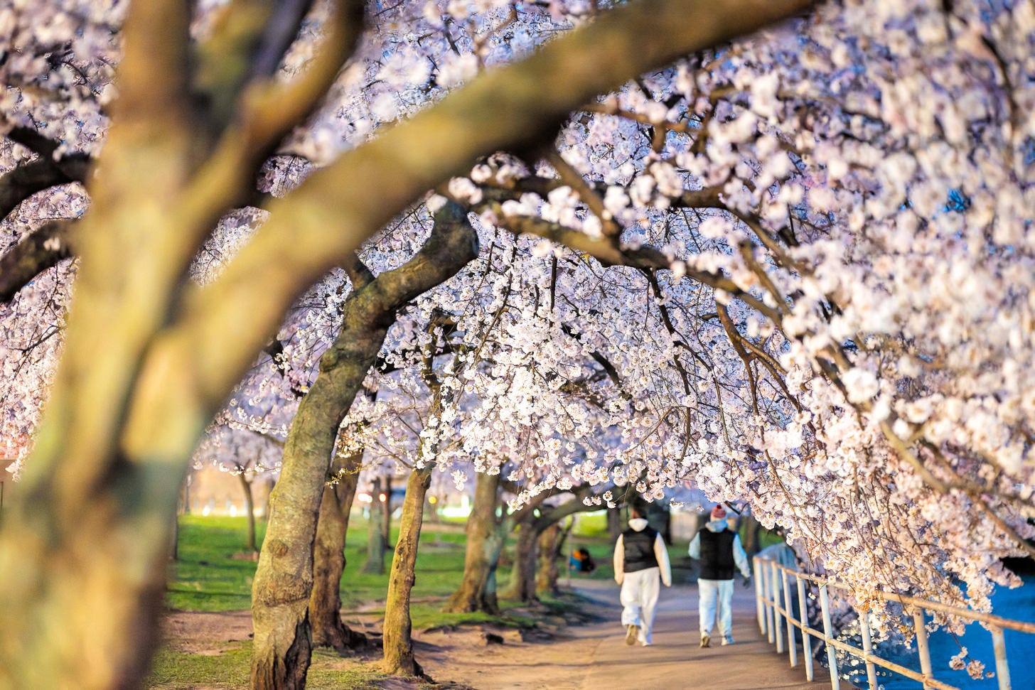 2026 Cherry Blossoms Wrap-Up - by David Coleman