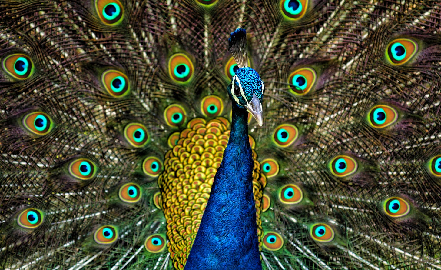Peafowl - Wikipedia Peafowl - Wikipedia