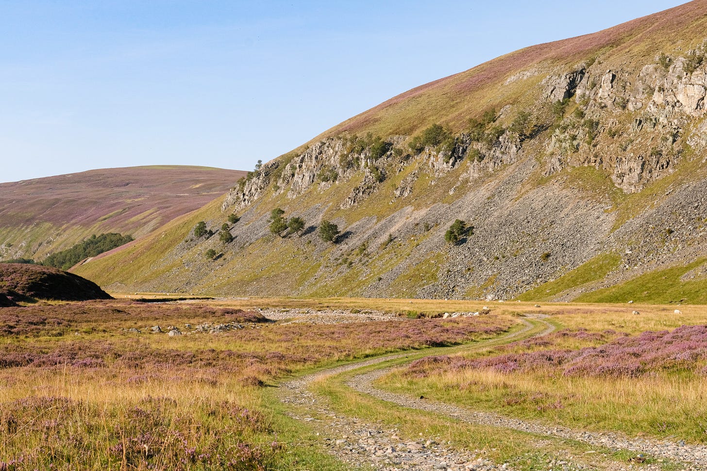 A meandering path cuts through a Highland glen, bordered by purple heather and fresh green grasses. The hillsides rise steeply ahead, their slopes lush and vibrant after recent rainfall.