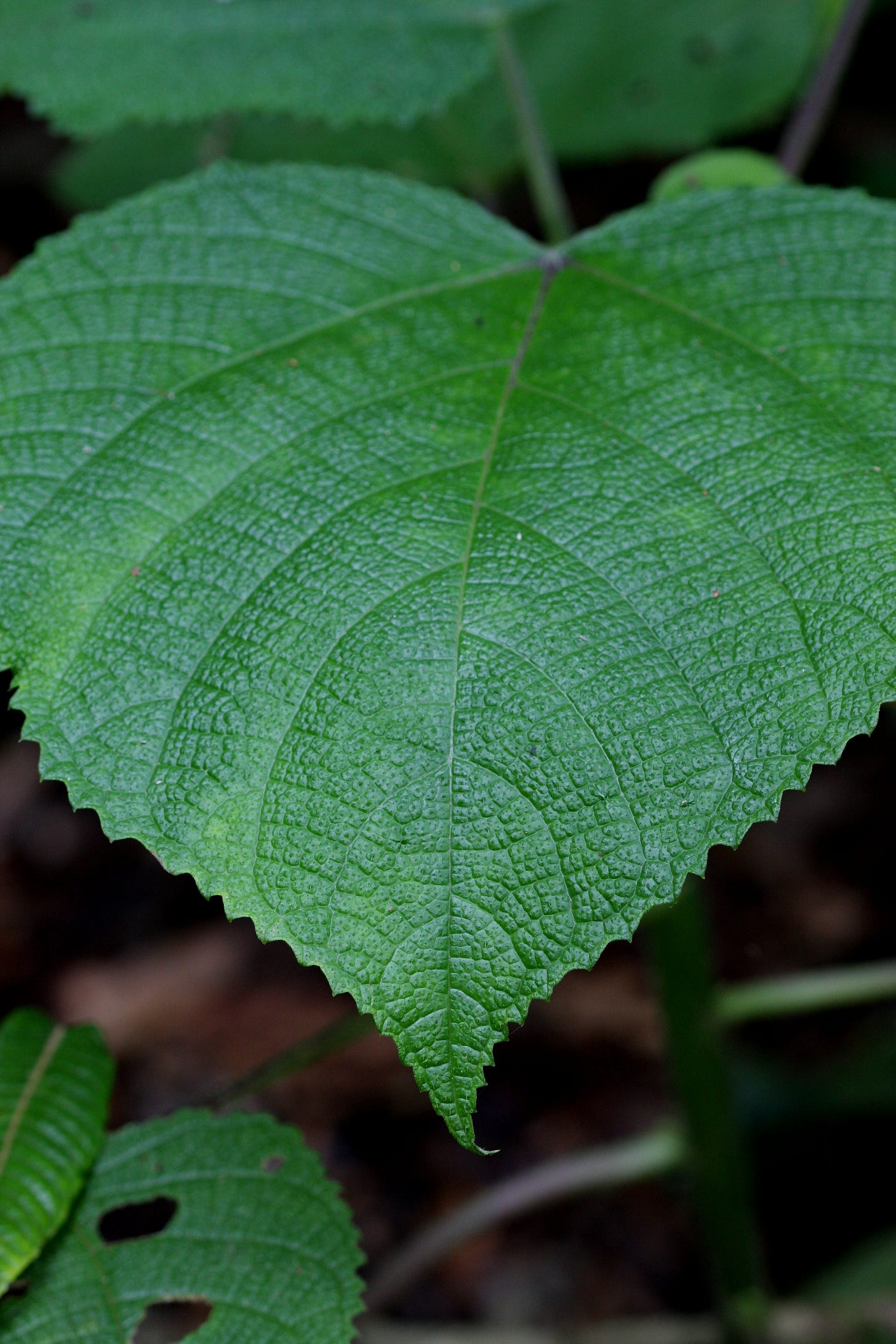 stinging tree
