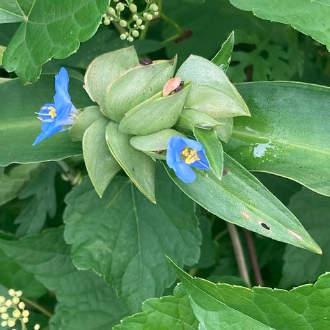 wildflowers on the Crabtree Creek Trail