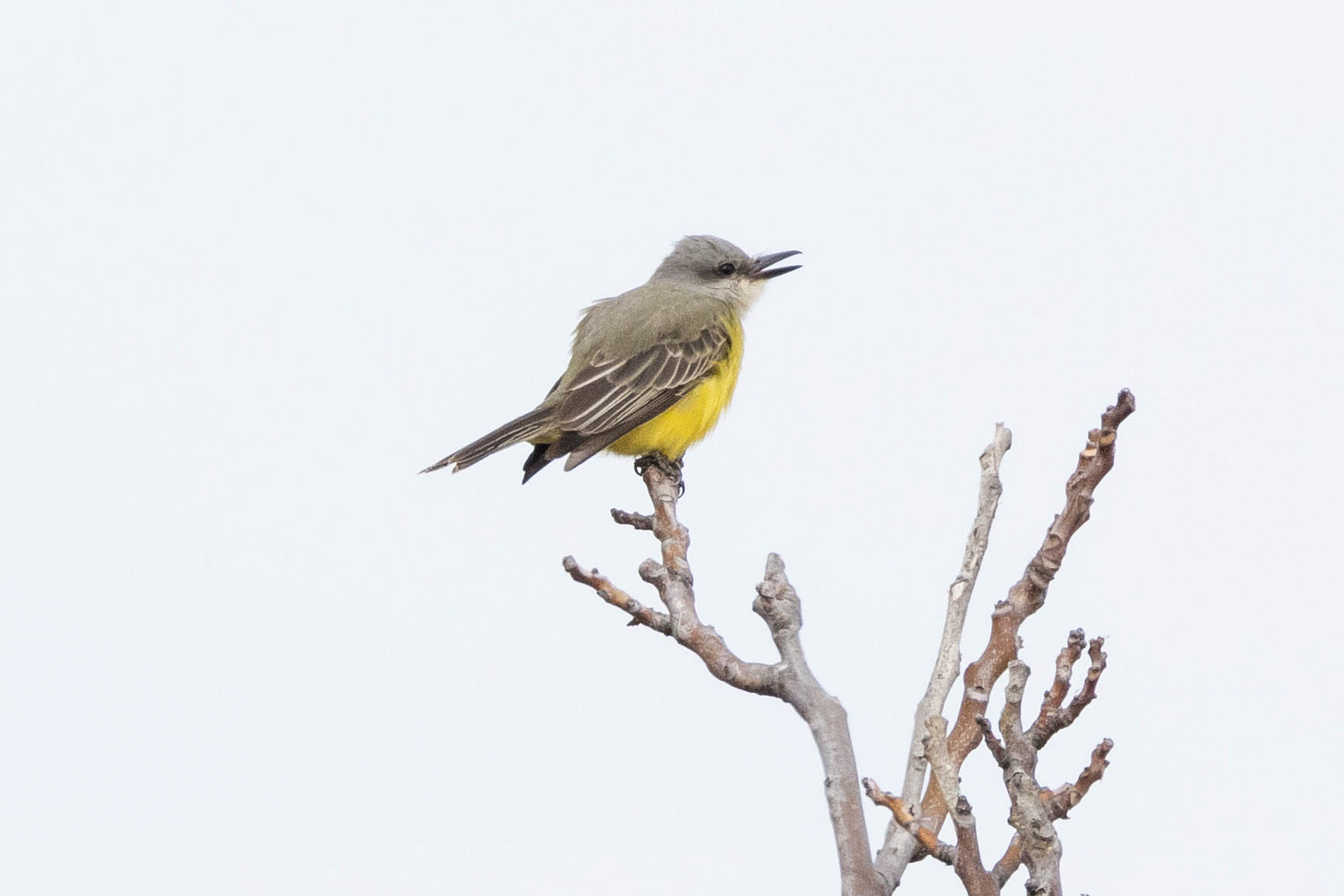 a gray bird with darker gray wings, a yellow-gray back, a bright yellow belly, darker area around its eye, and long/thick black beak held open. it is sitting on very top left of an approximately v-shaped leafless branch, facing right against a white sky