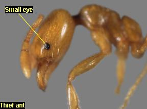 ant ant