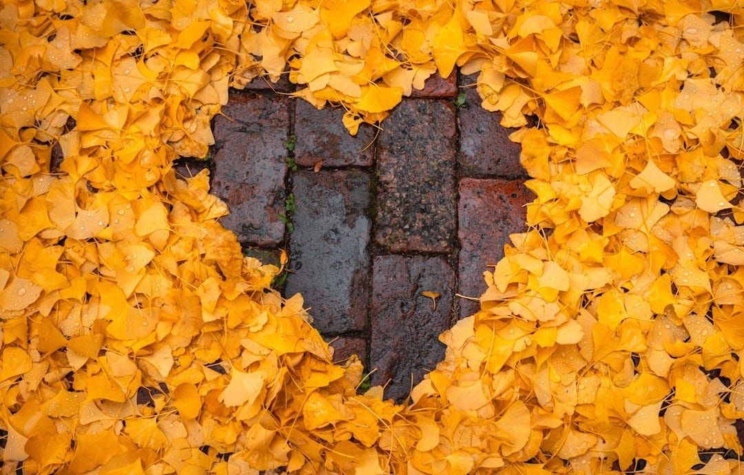 a heart shape made out of yellow leaves a heart shape made out of yellow leaves