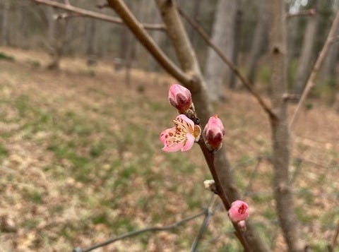 peach blossom blooming