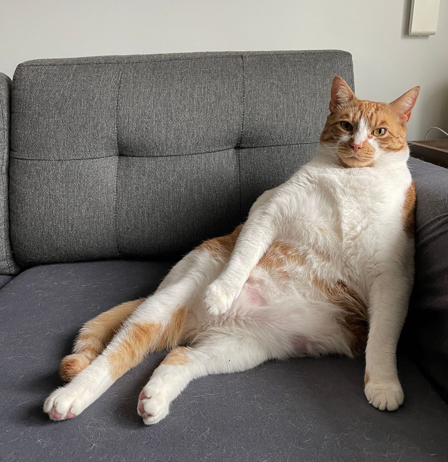 Tucker is relaxing on the couch in a sideways slouch, back against the cushions. Tucker is relaxing on the couch in a sideways slouch, back against the cushions.
