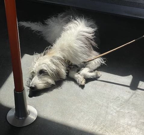A dog asleep in a sunbeam on a train floor