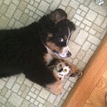 DOPAMINE DOG