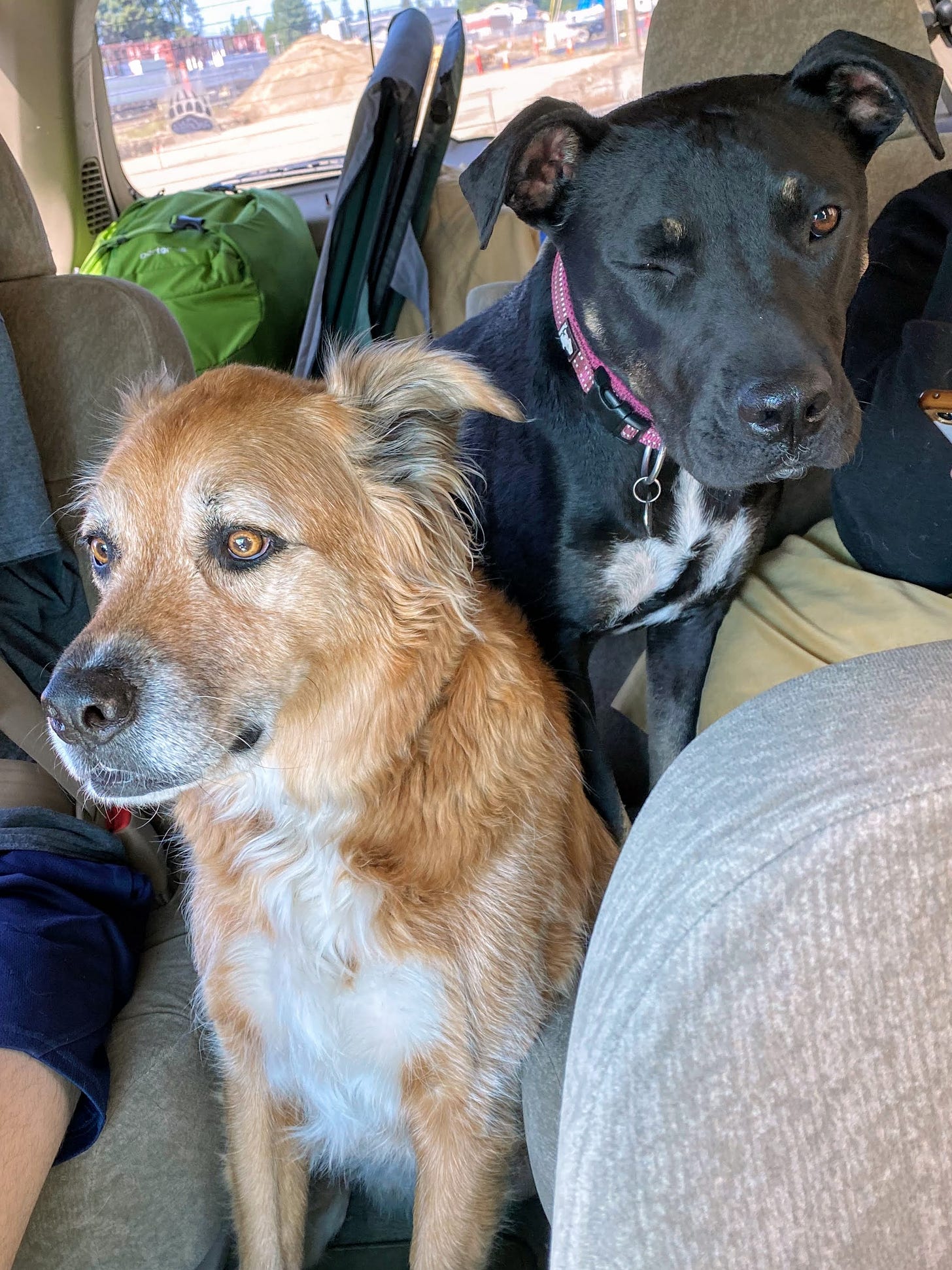 Forest staring and Mabel winking. (Photo: Mrs. Volts)