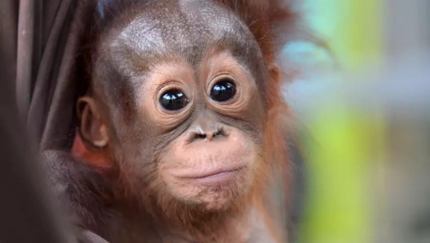 Baby orangutan
