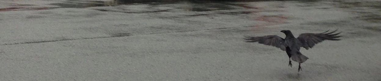 A raven dances on a rain-sodden parking lot.