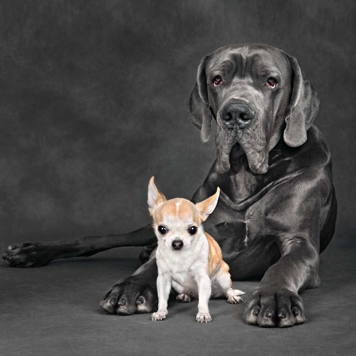 Great Dane Who Became 'Mom' to Chihuahua Still Carries Her Baby in Her  Mouth - Parade Pets