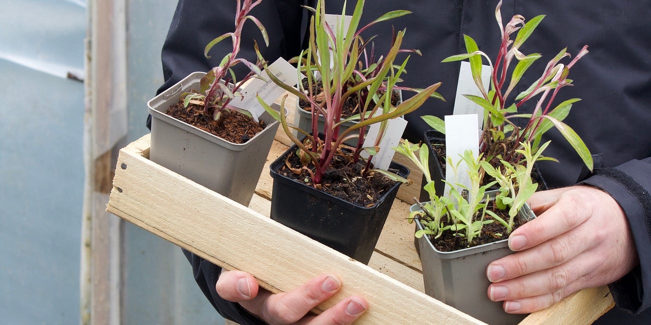 10 essential tips for choosing plants for your garden