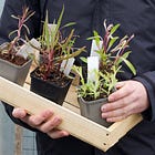 10 essential tips for choosing plants for your garden