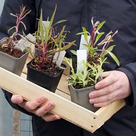 10 essential tips for choosing plants for your garden