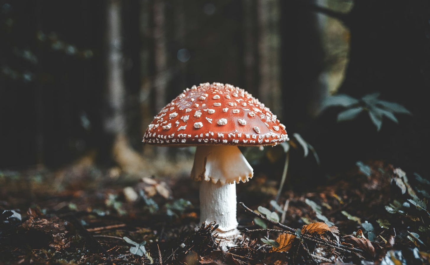 white mushroom with a red cap sitting in the middle of a dark forest floor
