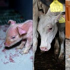 18 Ways to Take Action for Animals — Find the One That Fits You