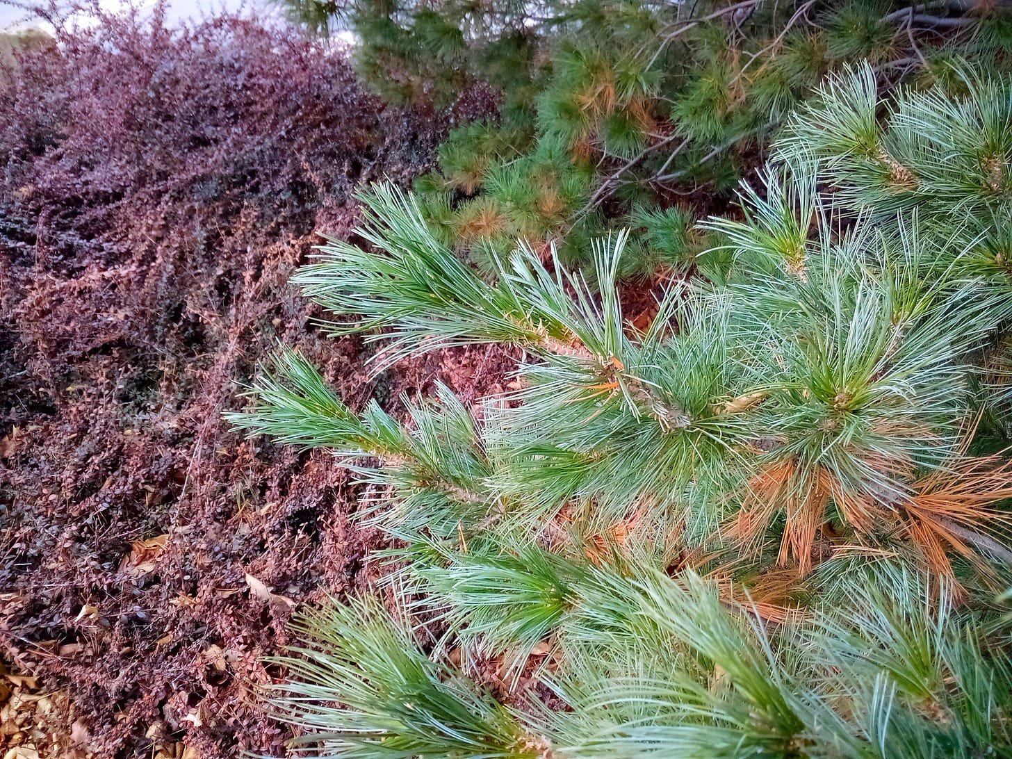 Red and green branches
