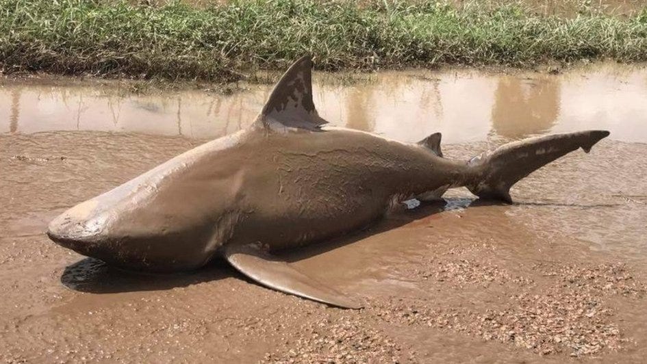 Deadly shark washes up after Cyclone Debbie - BBC News