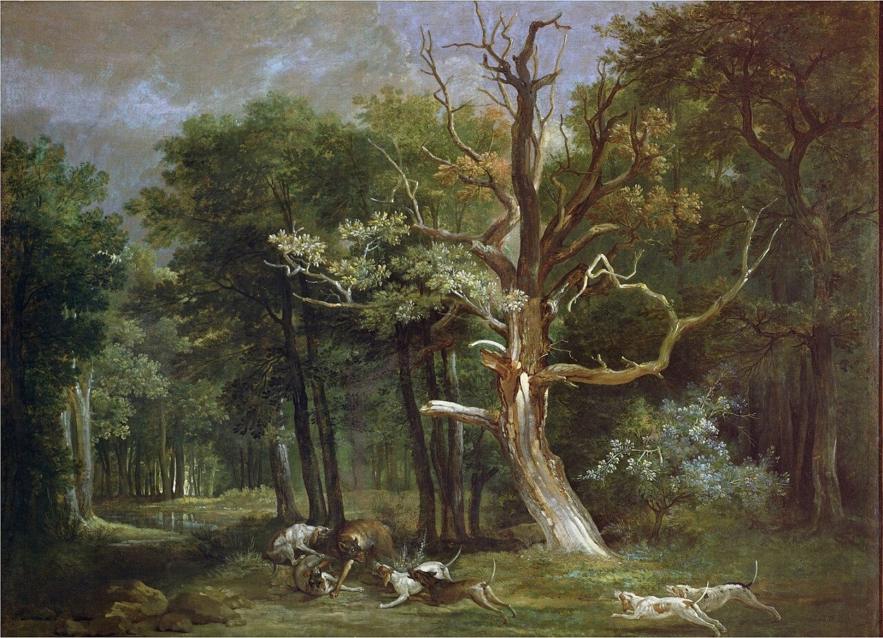 Hounds cornering a wolf under tall forest trees