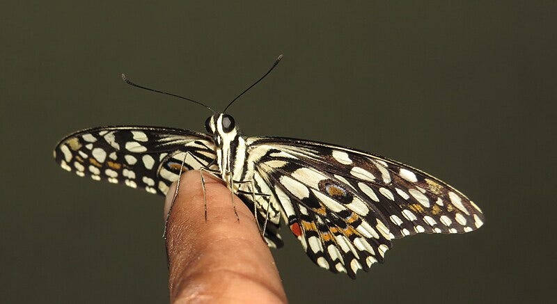 A butterfly on a finger

Description automatically generated