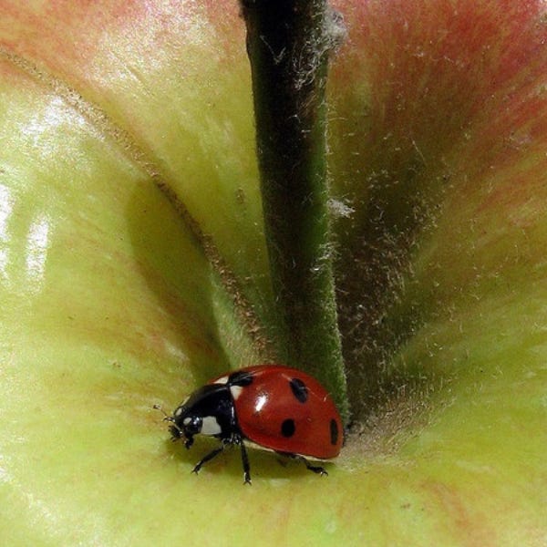 Observations on Love