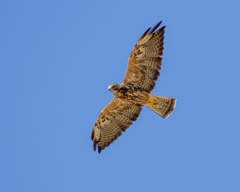 20250731-Manville-497-Edit.jpg 20250731-Manville-497-Edit.jpg