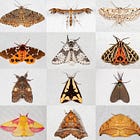 The Moth and the Flame