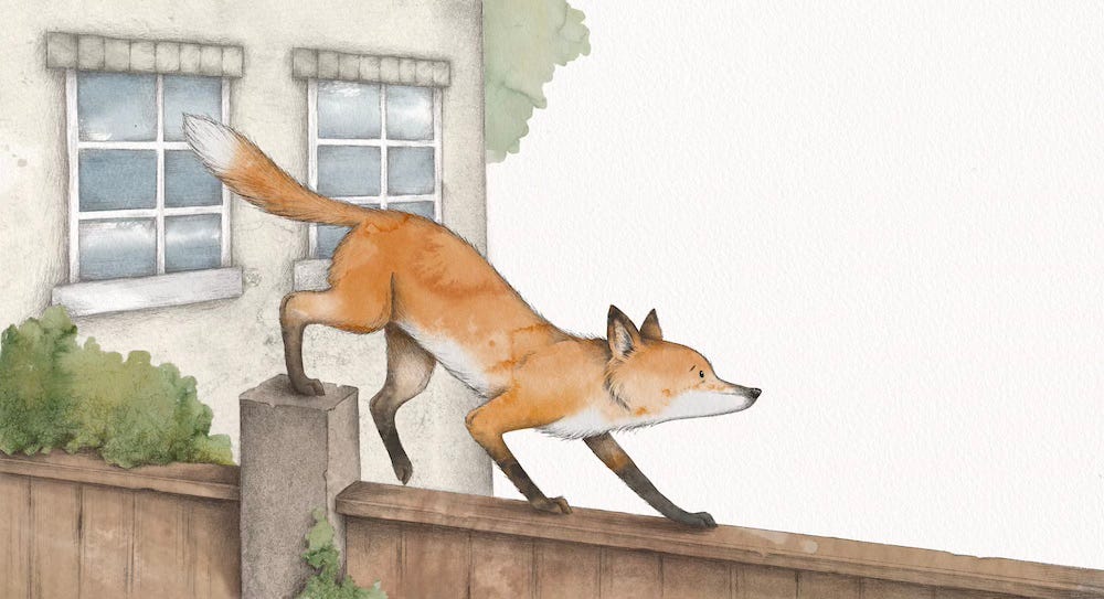 An illustration of a red fox walking along a garden fence.