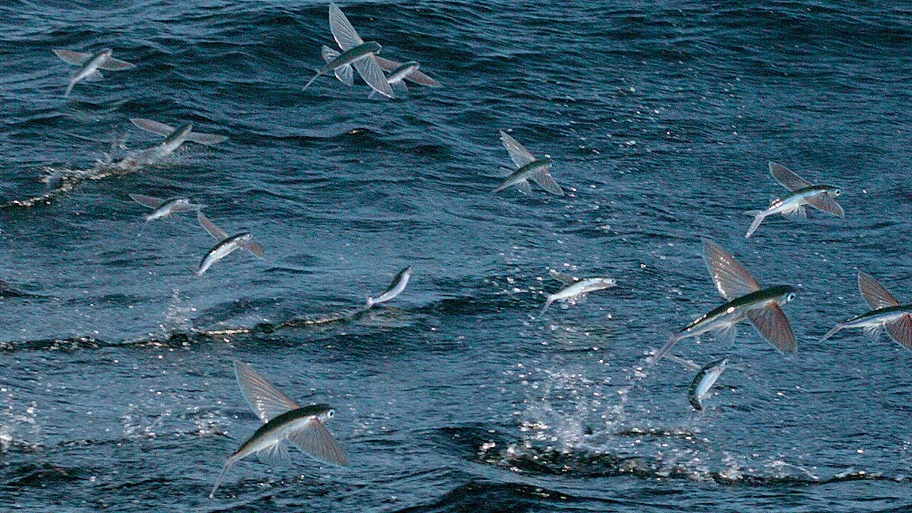 Flying Fish, hunted underwater and in the air | The Kid Should See This
