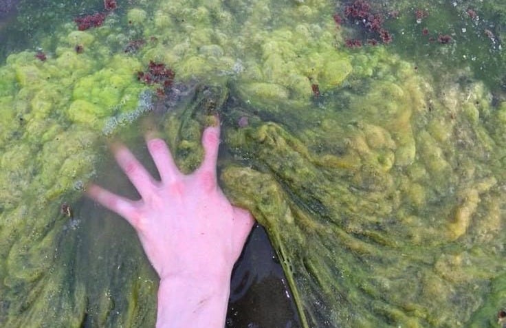 This may contain: a person's hand reaching out from the bottom of a large body of green algae