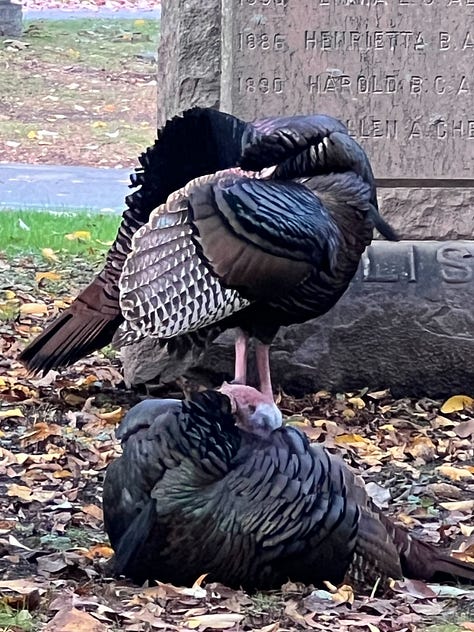 Colorful autumn trees in a cemetery, and an image of two turkeys who live there.
