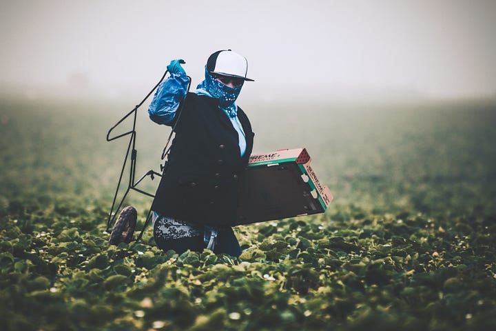 Strawberry pickers work the fields at harvest time. California, USA
